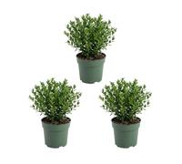 Bloomique - Lot de 3 - Ilex crenata Jenny - Houx japonais - Plante rustique - Plante balcon - Hauteur 10-20 cm - Pot 10 cm