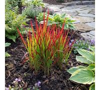 Bloomique - Lot de 3 - Imperata cylindrica 'Red Baron' - Herbe sanguine du Japon - Graminée ornementale - Rustique - Vivace 10 à 20 cm haut - Pot 9 cm