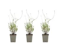 Bloomique - Lot de 3 - Lavandula Angustifolia 'Dwarf Blue' - Lavande naine - Floraison abondante - Attire les abeilles et les papillons - Rustique - Vivace - Hauteur 10-20 cm - Pot 9 cm