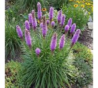 Bloomique - Lot de 3 - Liatris spicata 'Kobold' - Liatris en épi - Rustique - Vivace - Hauteur 10-20 cm - Pot 9 cm