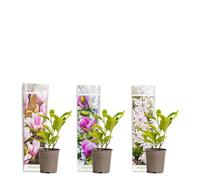 Bloomique - Lot de 3 - Magnolia Mix - Magnolia - Arbuste - Facile d’entretien - 20-25 cm