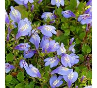 Bloomique - Lot de 3 - Mazus Reptans - Mazus rampant - Plantes de bassin - Plantes aquatiques - Rustique - Hauteur 10-20 cm - Pot 9 cm