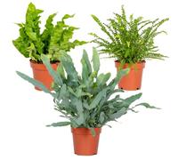 Bloomique - Lot de 3 - Mélange de fougères dépolluantes - Asplenium, Phlebodium, Nephrolepis - Plantes d’intérieur - Hauteur 20-30 cm - Pot 12 cm