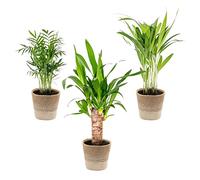 Bloomique - Lot de 3 - Mélange de palmiers tropicaux avec panier en jute - Facile à entretenir - 20-45 cm