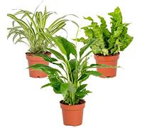 Bloomique - Lot de 3 - Mélange pour la salle de bain - Spathiphyllum, Asplenium, Chlorophytum - Dépolluantes - 25-45 cm