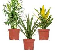 Bloomique - Lot de 3 - Mélange tropical - Dracaena, Chamaedorea, Codiaeum - Dépolluantes - 25-40 cm