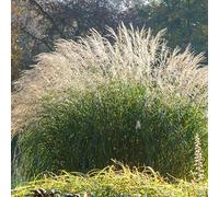 Bloomique - Lot de 3 - Miscanthus Sinensis - Roseau fleuri - Graminée ornementale - Plantes de jardin - Résistant à l'hiver - Hauteur 10-20 cm - Pot 9x9 cm