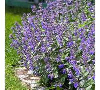 Bloomique - Lot de 3 - Nepeta Faassenii - Cataire - Fleurs bleues - Résistant à l'hiver - Hauteur 10-20 cm - Pot 9x9 cm