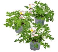 Bloomique - Lot de 3 - Pelargonium Graveolens - Géranium citronné - Anti-moustique - Parfumé - Plantes de jardin - Hauteur 15-30 cm - Pot 10,5 cm
