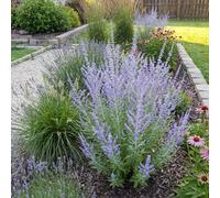 Bloomique - Lot de 3 - Perovskia Blue Spire - Sauge russe géante - Rustique - Vivace - Parfumée - Hauteur 10-20 cm - Pot 9 cm
