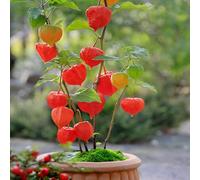 Bloomique - Lot de 3 - Physalis Alkekengi Franchetii - Plante Lanterne - Plantes de Jardin - Résistante à l'Hiver - Hauteur 10-20 cm - Pot 9x9 cm