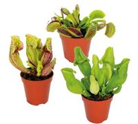 Bloomique - Lot de 3 - Plantes carnivores - Mélange - Plantes d’intérieur - Faciles d’entretien - 5-10 cm