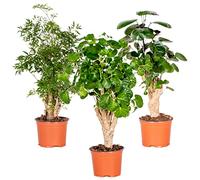 Bloomique - Lot de 3 - Polyscias - Aralia - Fabian, Ming, Green Lemon - Plantes d’intérieur - Sans danger pour les animaux - Hauteur 30-40 cm - Pot 12 cm
