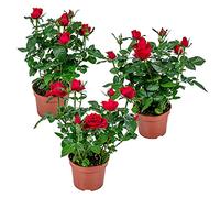 Bloomique - Lot de 3 - Rosier Nain Rouge - Plantes d’intérieur & extérieur - Terrasse & Jardin - Rustique - Hauteur 20-30 cm - Pot 12 cm