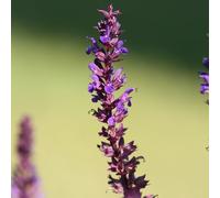 Bloomique - Lot de 3 - Salvia Nemorosa Blaukönigin - Sauge - Fleurs bleues - Plantes de jardin - Résistantes à l'hiver - Hauteur 10-20 cm - Pot 9x9 cm