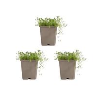 Bloomique - Lot de 3 - Thymus Albiflorus - Thym rampant - Rustique - Vivace - Couvre-sol - Persistant - 10-20 cm hauteur - Pot 9 cm