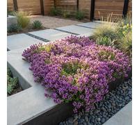 Bloomique - Lot de 3 - Thymus Red Carpet - Thym rouge - Rustique - Vivace - Couvre-sol - Persistant - 10-20 cm hauteur - Pot 9 cm
