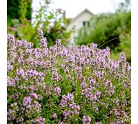 Bloomique - Lot de 3 - Thymus Vulgaris - Véritable thym - Herbes - Plantes de jardin - Résistantes à l'hiver - Hauteur : 10-20 cm - Pot de 9 x 9 cm
