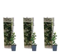 Bloomique - Lot de 3 - Trachelospermum Jasminoides - Jasmin étoilé - Plante grimpante - Rustique - 15-20 cm