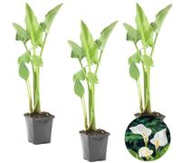 Bloomique - Lot de 3 - Zantedeschia Aethiopica - Arum blanc - Plantes de bassin - Résistante au gel - Hauteur 10-20 cm - Pot 9 cm