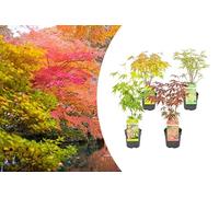 Bloomique - Lot de 4 - Acer palmatum - Orange Dream, Going Green, Butterfly, Atropurpureum - Érables japonais - Rustiques - Hauteur 25-40 cm - Pot 10,5 cm