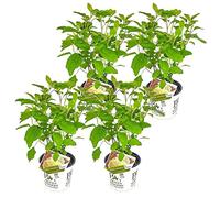 Bloomique - Lot de 4 - Hydrangea Strong Annabelle - Hortensia - Blanc - Plantes de jardin - Résistante au gel - Hauteur 40-50 cm - Pot 19 cm