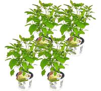 Bloomique - Lot de 4 - Hydrangea Strong Annabelle - Hortensia - Blanc - Plantes de jardin - Résistante au gel - Hauteur 40-50 cm - Pot 19 cm