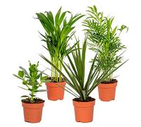 Bloomique - Lot de 4 - Mélange de plantes d’intérieur résistantes - Dracaena, Dypsis, Clusia, Chamaedorea - Dépolluantes - Hauteur 20-40 cm - Pot 12 cm