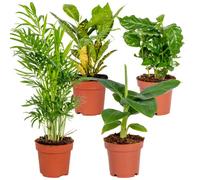 Bloomique - Lot de 4 - Mélange de plantes tropicales - Musa, Chamaedorea, Codiaeum, Coffea - Dépolluantes - Hauteur 20-40 cm - Pot 12 cm