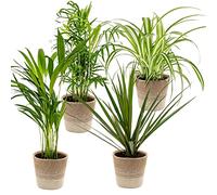 Bloomique - Lot de 4 - Mélange dépolluant - Dracaena - Dypsis - Chamaedorea - Chlorophytum - Plantes d’intérieur - Hauteur 20-40 cm - Panier en jute 12 cm