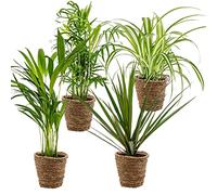 Bloomique - Lot de 4 - Mélange dépolluant - Dracaena - Dypsis - Chamaedorea - Chlorophytum - Plantes d’intérieur - Hauteur 20-40 cm - Panier en rotin 12 cm