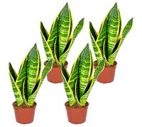 Bloomique - Lot de 4 - Sansevieria 'Superba' lot de 4 - Plante d'intérieur et pot - Hauteur 10-20 cm - Pot 9 cm
