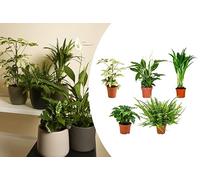 Bloomique - Lot de 5 - Mélange de plantes dépolluantes - Caféier, Fougère, Palmier d’Areca, Fatsia, Spathiphyllum - Hauteur 20-40 cm - Pot 12 cm
