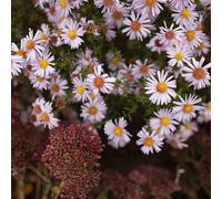 Bloomique - Lot de 6 - Aster Apollo - Aster de la Saint-Michel - Plantes jardin - Floraison abondante - Rustique - Vivace - Couvre-sol - Hauteur 10-20 cm - Pot 9 cm