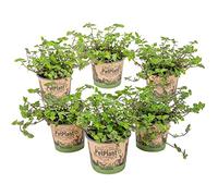 Bloomique - Lot de 6 - Callisia repens - Plante tortue - Comestible pour animaux - Plante d’intérieur - Sans danger - Hauteur 10-20 cm - Pot 12 cm