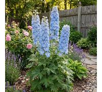 Bloomique - Lot de 6 - Delphinium M.Fount.Sky Blue - Pied-d'alouette - Floraison abondante - Rustique - Vivace - Hauteur 10-20 cm - Pot 9 cm