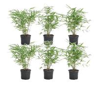 Bloomique - Lot de 6 - Fargesia Rufa - Bambou - Non traçant - Rustique - Persistant - Plantes de jardin - Hauteur 20-30 cm - Pot 10 cm