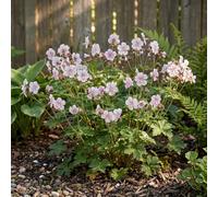 Bloomique - Lot de 6 - Géranium cantabrigiense 'Biokovo' - Géranium vivace - Floraison abondante - Rustique - Vivace - Parfumée - Hauteur 10-20 cm - Pot 9 cm