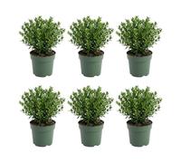 Bloomique - Lot de 6 - Ilex crenata Jenny - Houx japonais - Plante rustique - Plante balcon - Hauteur 10-20 cm - Pot 10 cm