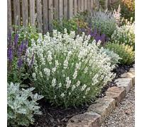 Bloomique - Lot de 6 - Lavandula Angustifolia Edelweiss - Lavande véritable - Rustique - Parfumée - Vivace - Hauteur 10-20 cm - Pot 9 cm