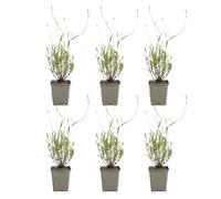 Bloomique - Lot de 6 - Lavandula Munstead - Lavande véritable - Rustique - Parfumée - Vivace - Hauteur 10-20 cm - Pot 9 cm