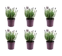 Bloomique - Lot de 6 - Lavandula Stoechas Anouk - Lavande Papillon - Rustique - Plante balcon - Plante jardin - Hauteur 20-25 cm - Pot 12 cm