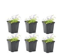 Bloomique - Lot de 6 - Mazus Reptans - Mazus rampant - Plantes de bassin - Plantes aquatiques - Rustique - Hauteur 10-20 cm - Pot 9 cm