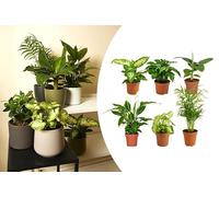 Bloomique - Lot de 6 - Mélange de plantes vertes - Bananier, Caféier, Syngonium, Chamaedorea, Spathiphyllum, Dieffenbachia - Hauteur 20-40 cm - Pot 12 cm