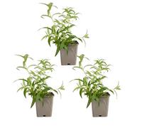 Bloomique - Lot de 6 - Nepeta Blue Moon - Cataire - Rustique - Vivace - Mellifère - Hauteur 10-20 cm - Pot 9 cm