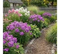 Bloomique - Lot de 6 - Phlox ‘Laura’ - Rustique - Vivace - Floraison rose-violet - Hauteur 10-20 cm - Pot 9 cm