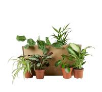 Bloomique - Lot de 6 - Plante surprise - Mélange de plantes vertes - Plantes d'intérieur - Facile d'entretien - Purificateur d'air - Hauteur 25-50 cm - Pot 12 cm