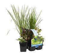 Bloomique - Lot de 6 - Plantes de bassin favorables aux insectes - Zone de bassin 1-2 - Plantes aquatiques - Résistantes au gel - Hauteur 15-25 cm - Pot 9 cm