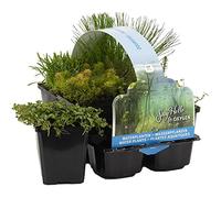 Bloomique - Lot de 6 - Plantes de bassin oxygénantes - Hippuris - Hydrocotyle - Lilaeopsis - Myriophyllum - Rotala - Scirpus - Zone de bassin 5 - Hauteur 15-25 cm - Pot 9 cm