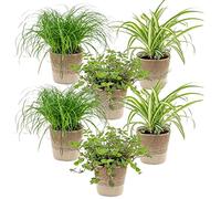 Bloomique - Lot de 6 - Plantes sans danger pour les animaux - Chlorophytum, Cyperus, Callisia - Plantes d’intérieur - Hauteur 20-30 cm - Panier en jute 12 cm